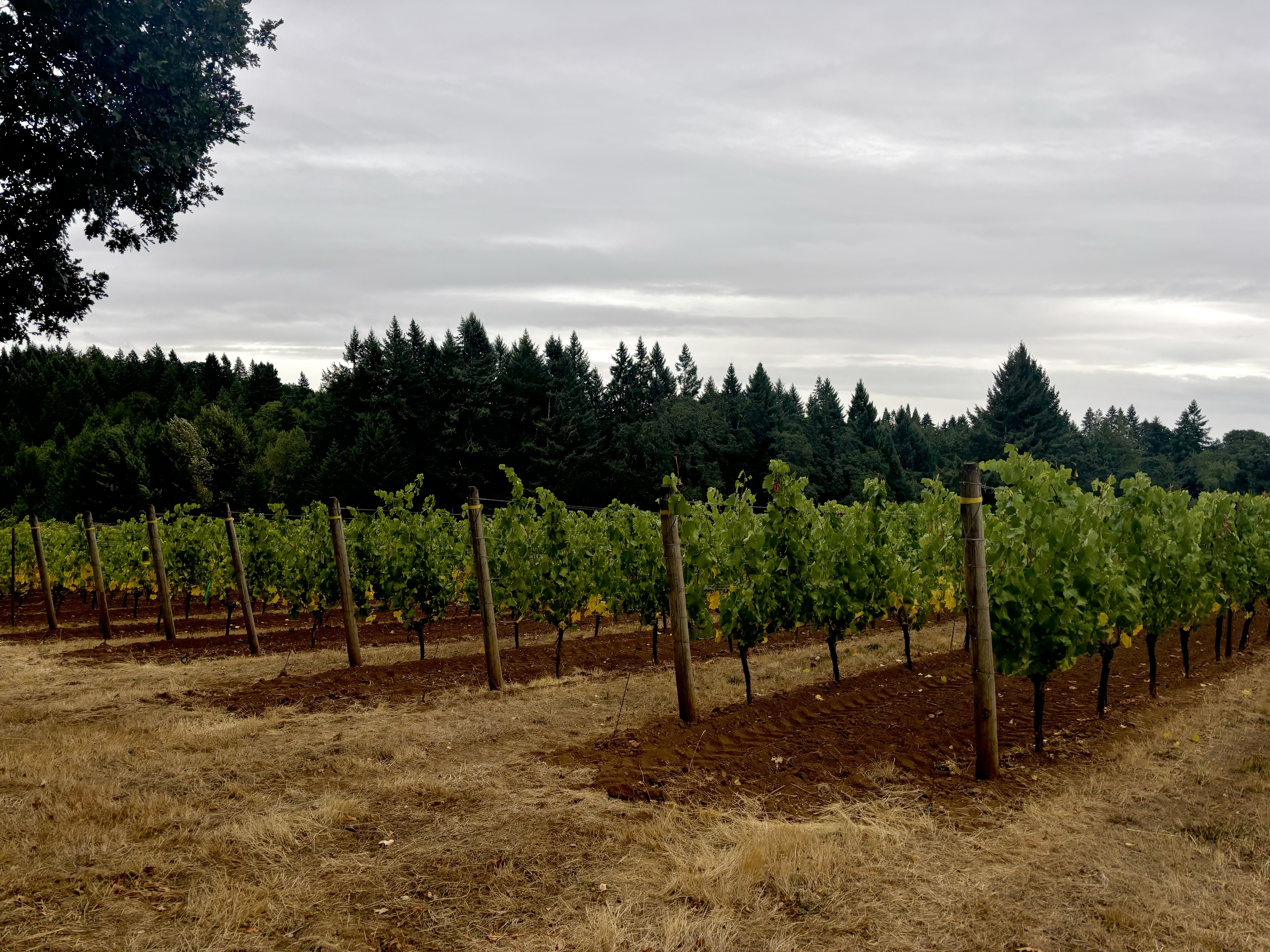 all about wine harvests